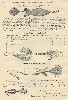 Reuben Woods Antique Fishing Tackle Catalog Showing Allen, Chapman, and Buel Lures